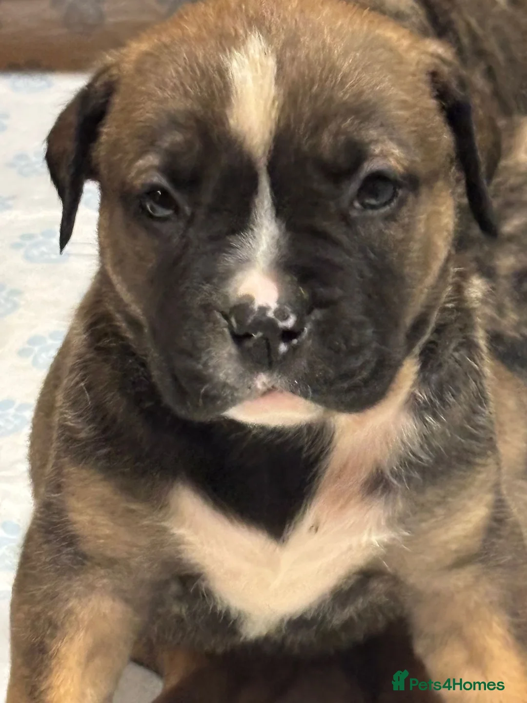 American Bulldog dogs for sale: American bulldog  - Advert 3