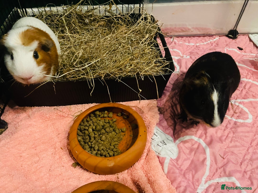 Guinea Pig rodents for sale: 2 x Male Guinea Pigs - Advert 2
