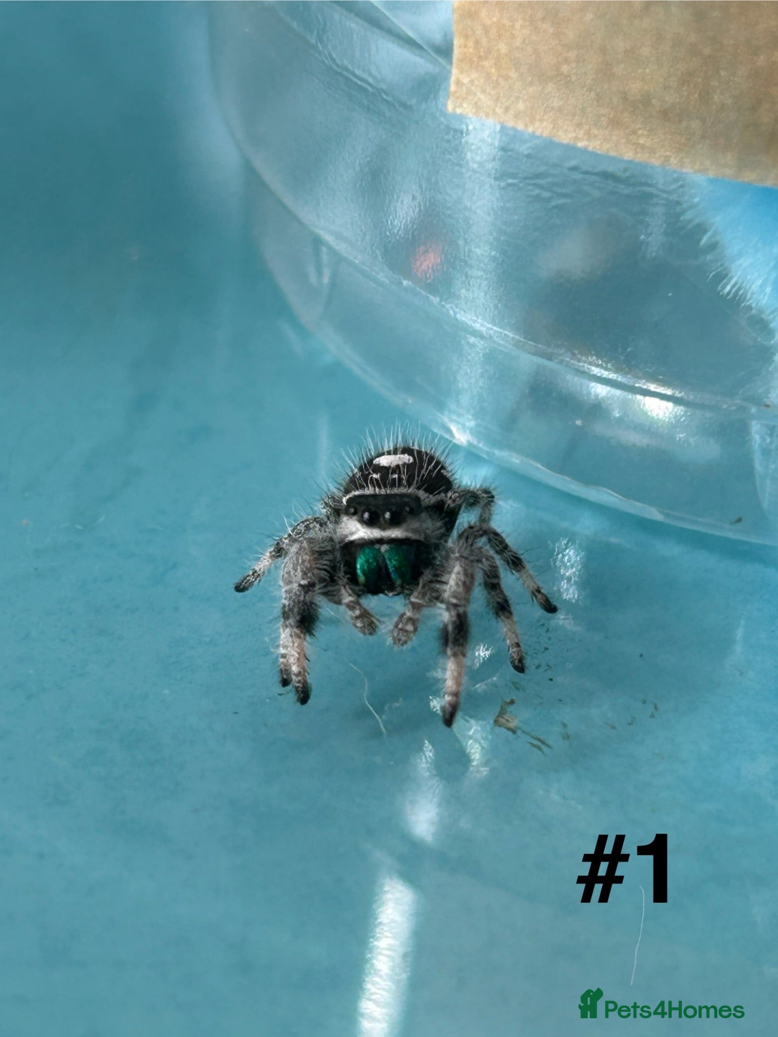 Spiders invertebrates Male Jumping spiders, Phidippus regius (Soroa) - Advert 4