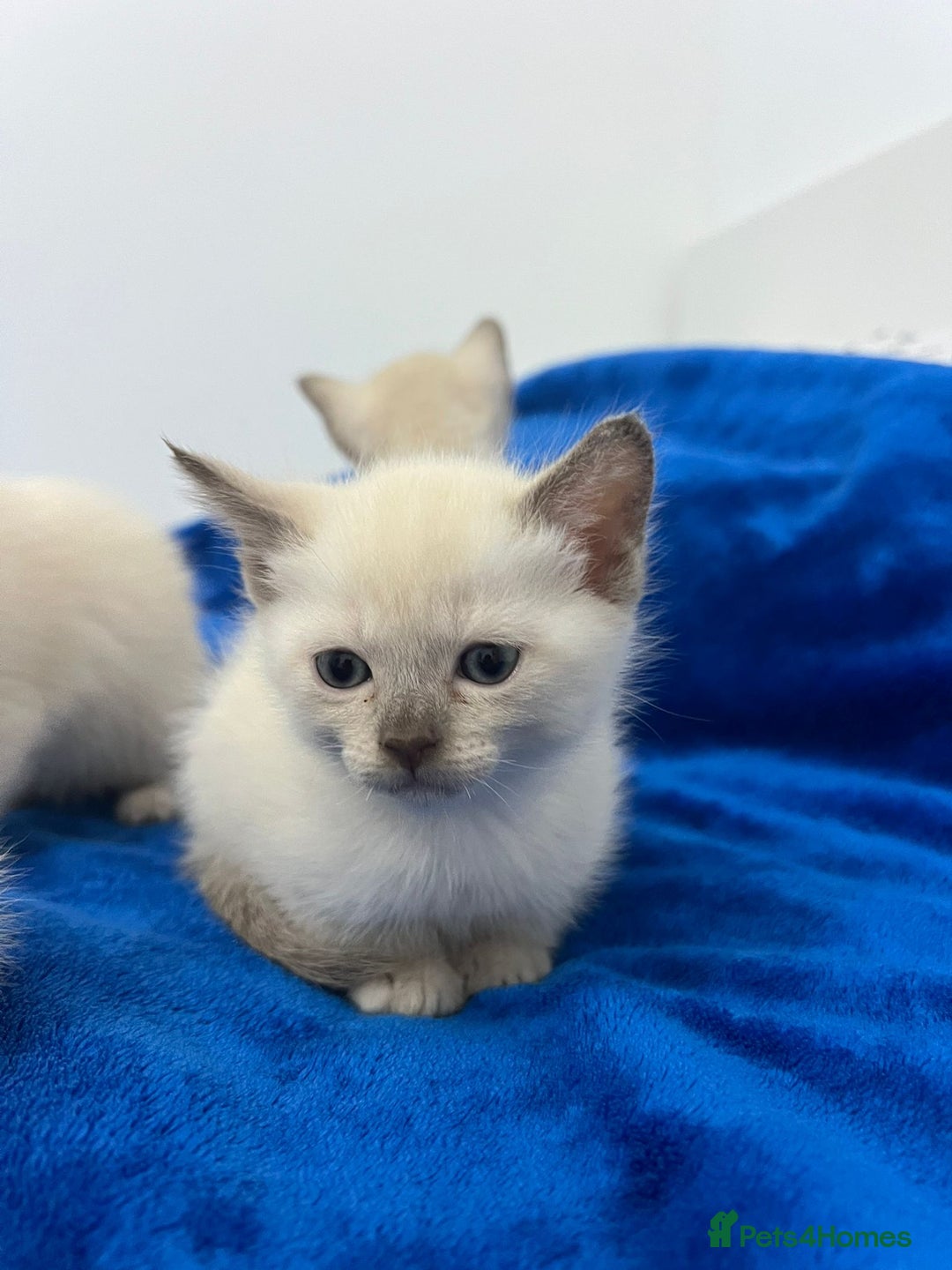 Mixed Breed cats for sale: Lovely Tonkinese(Burmese/Siamese) - Advert 5