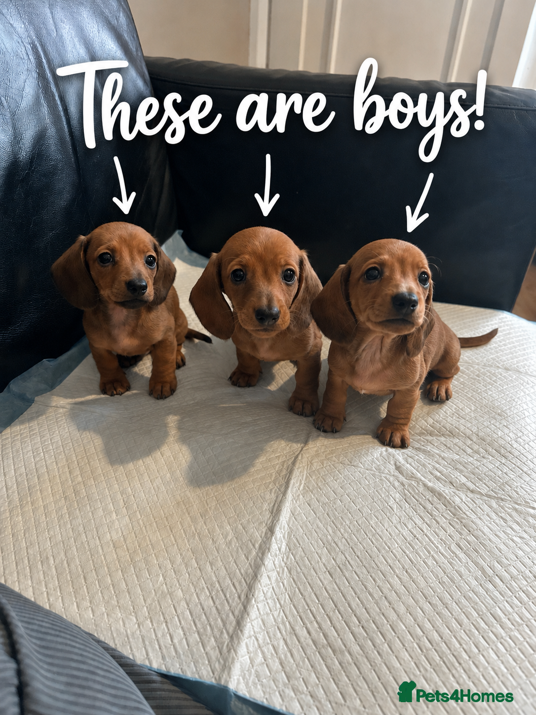 Dachshund dogs Beautiful dachshund puppies - Advert 13
