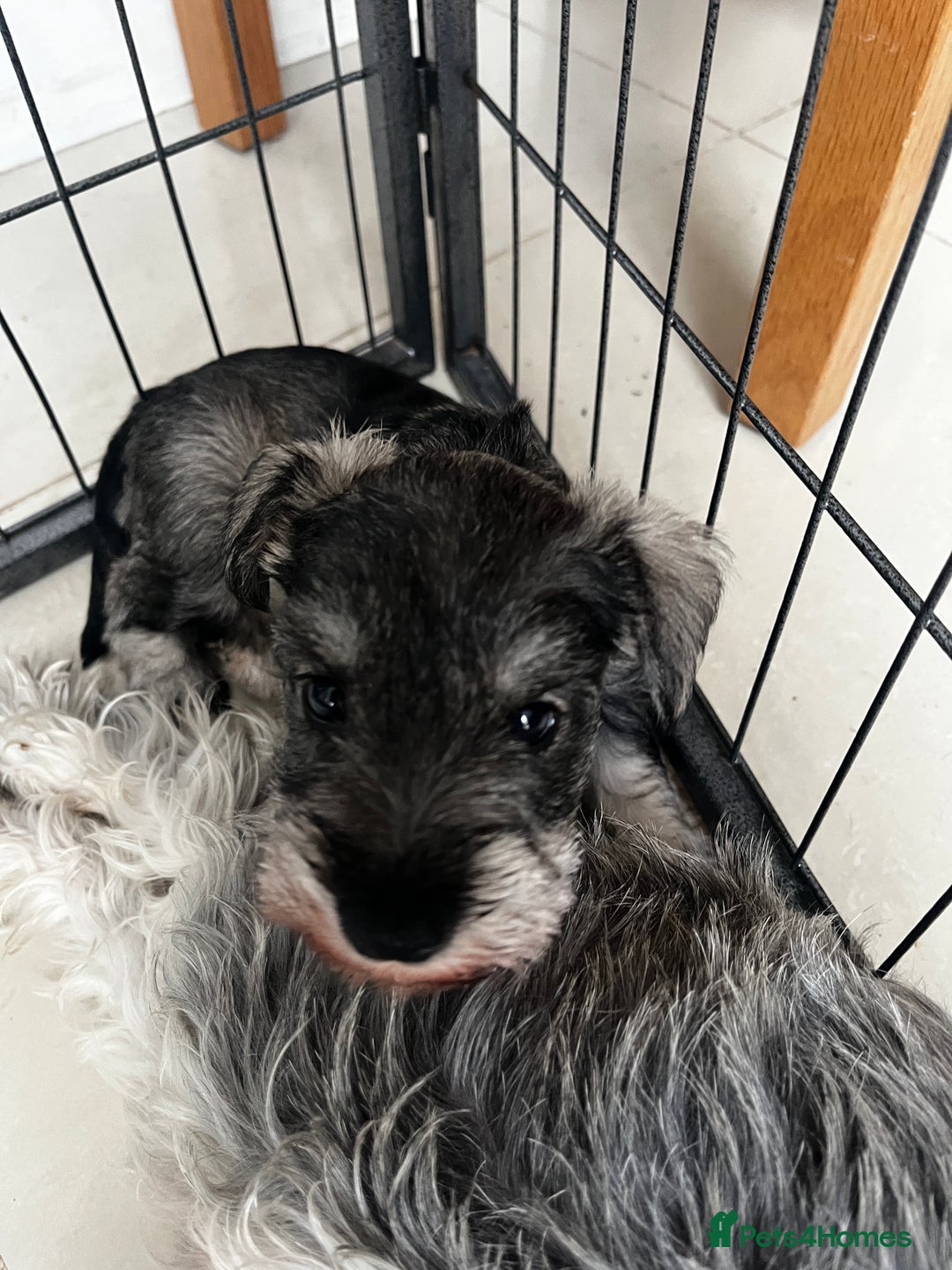 Miniature Schnauzer dogs for sale: Miniature schnauzer puppies female - Image 5