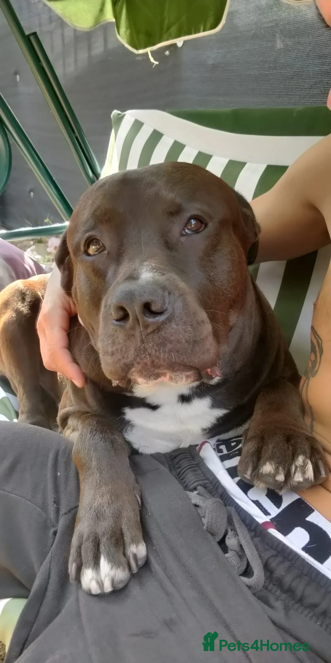 Mixed Breed dogs for stud: Looking for a female dog - Advert 14