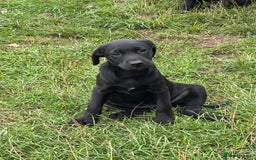 Labrador Retriever dogs for sale: Labrador puppies - Image 10