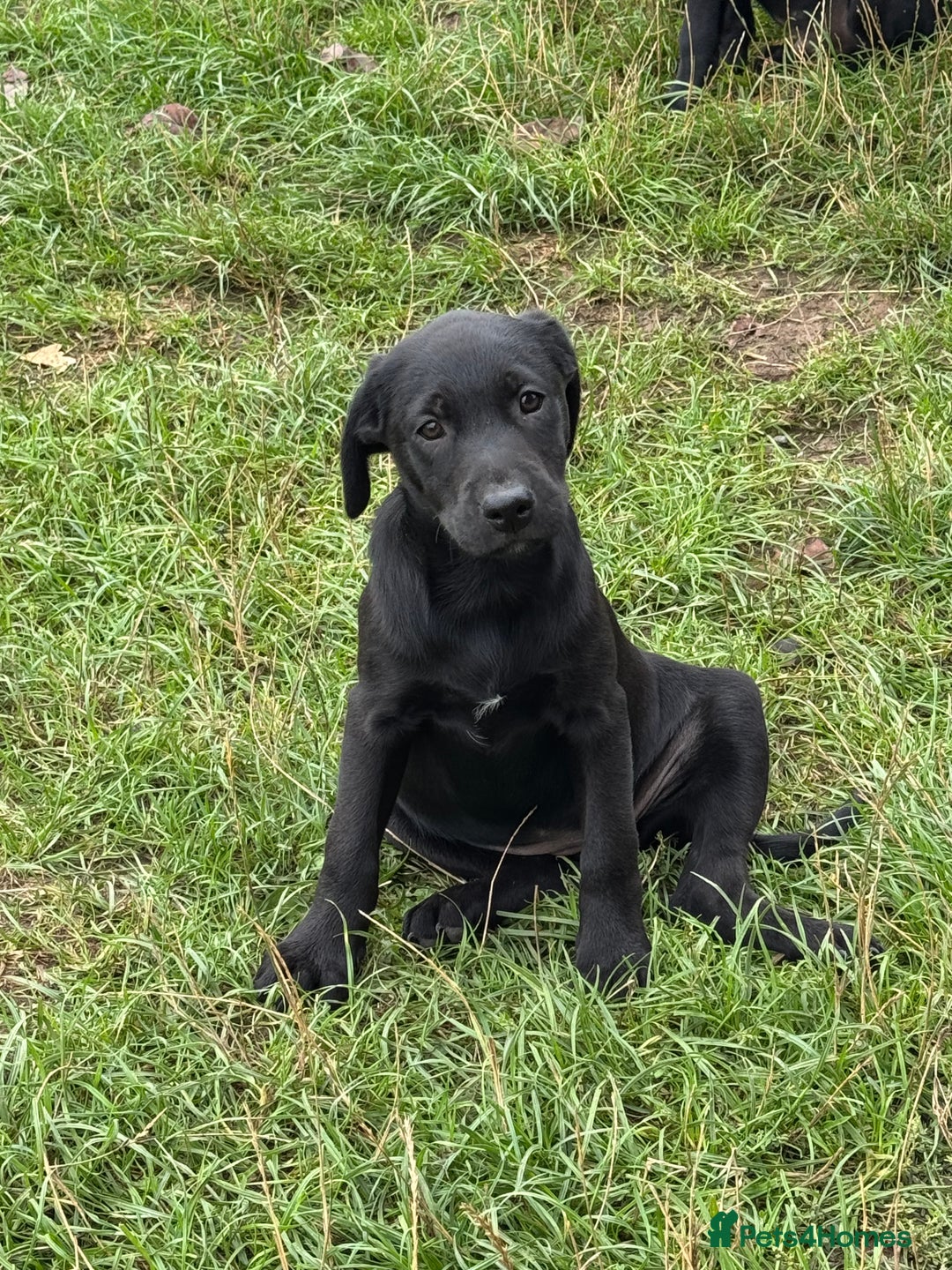 Labrador Retriever dogs for sale: Labrador puppies - Image 10