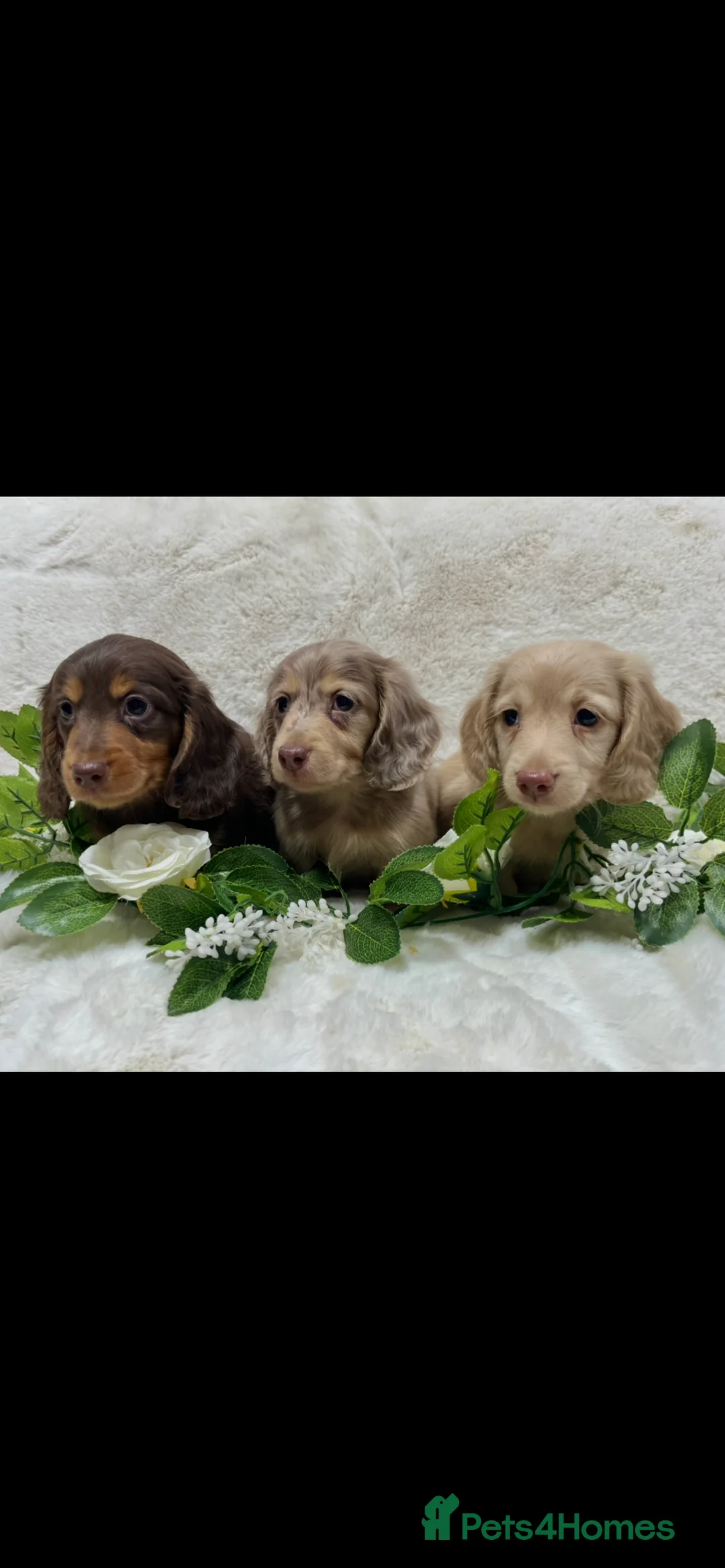 Miniature Dachshund dogs for sale: MINIATURE LONGHAIRED DACHSHUND KC REGISTERED BOYS  - Advert 1