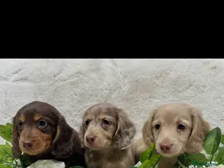 Miniature Dachshund dogs MINIATURE LONGHAIRED DACHSHUND KC REGISTERED BOYS - Advert 9