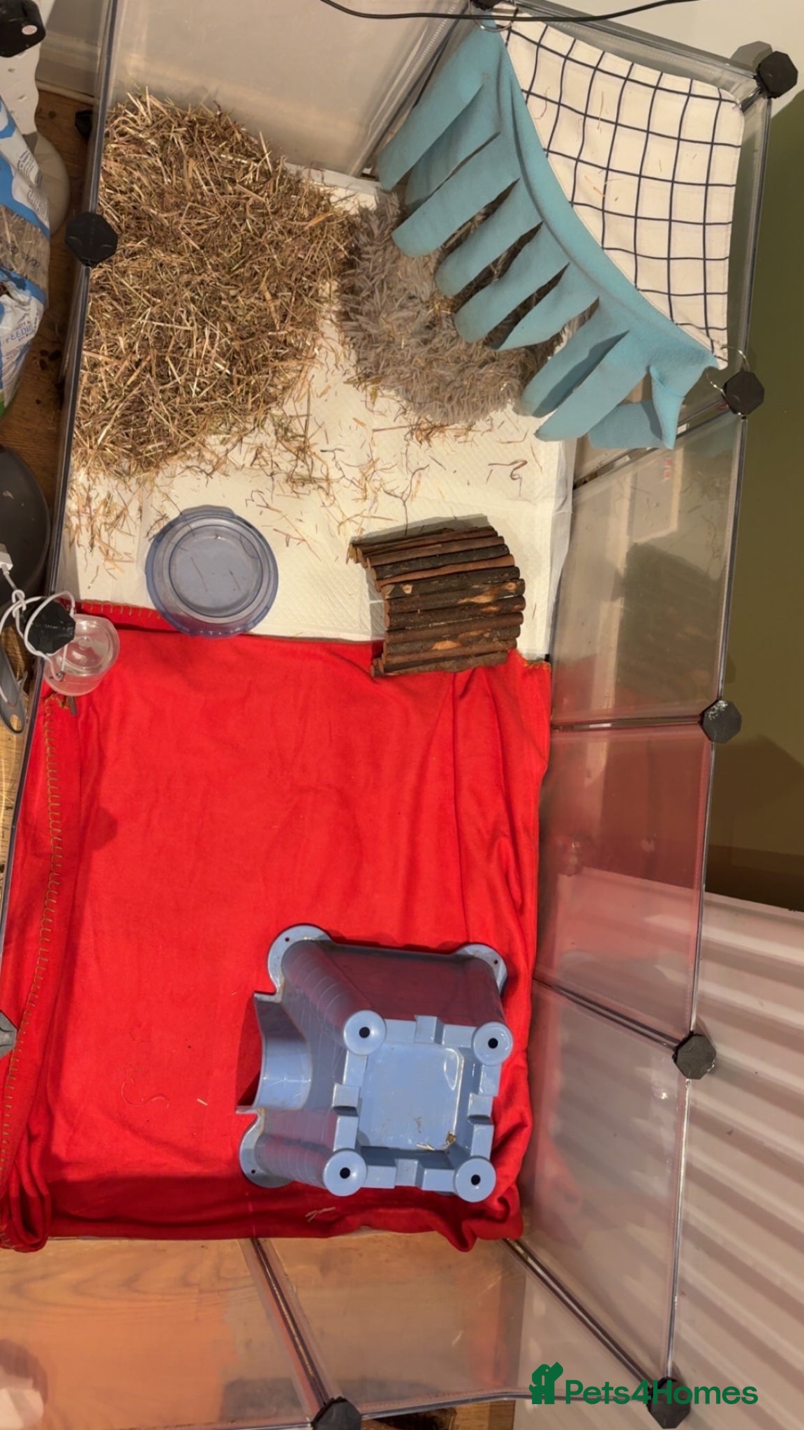 Guinea Pig rodents for sale: 2 male guinea pigs  in Boston - Advert 6