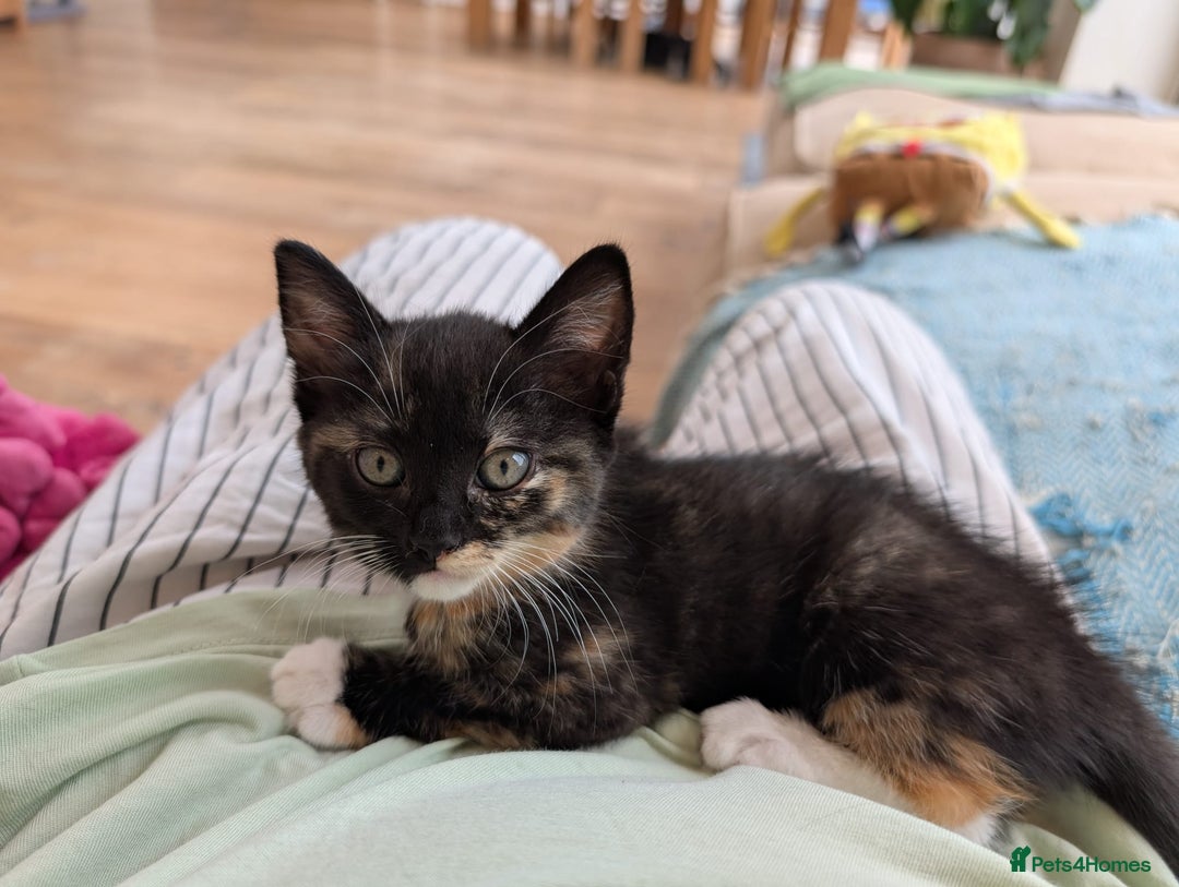 British Shorthair cats for sale: Adorable kittens  in Great Missenden - Image 1