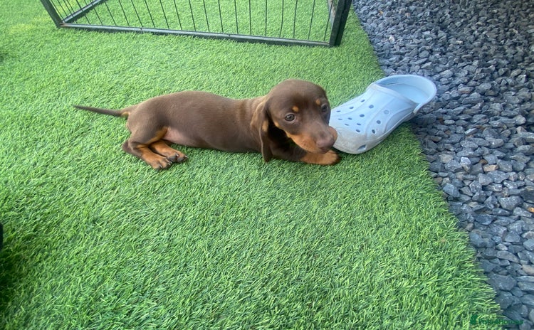 Dachshund dogs - Advert 4