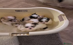 Mixed Breed dogs for sale: Beautiful Pomchon puppies FOR SALE - Image 10