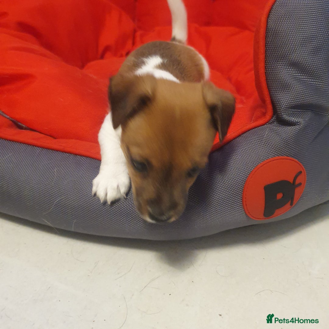 Jack Russell dogs for sale: Jack Russell puppies  - Image 13