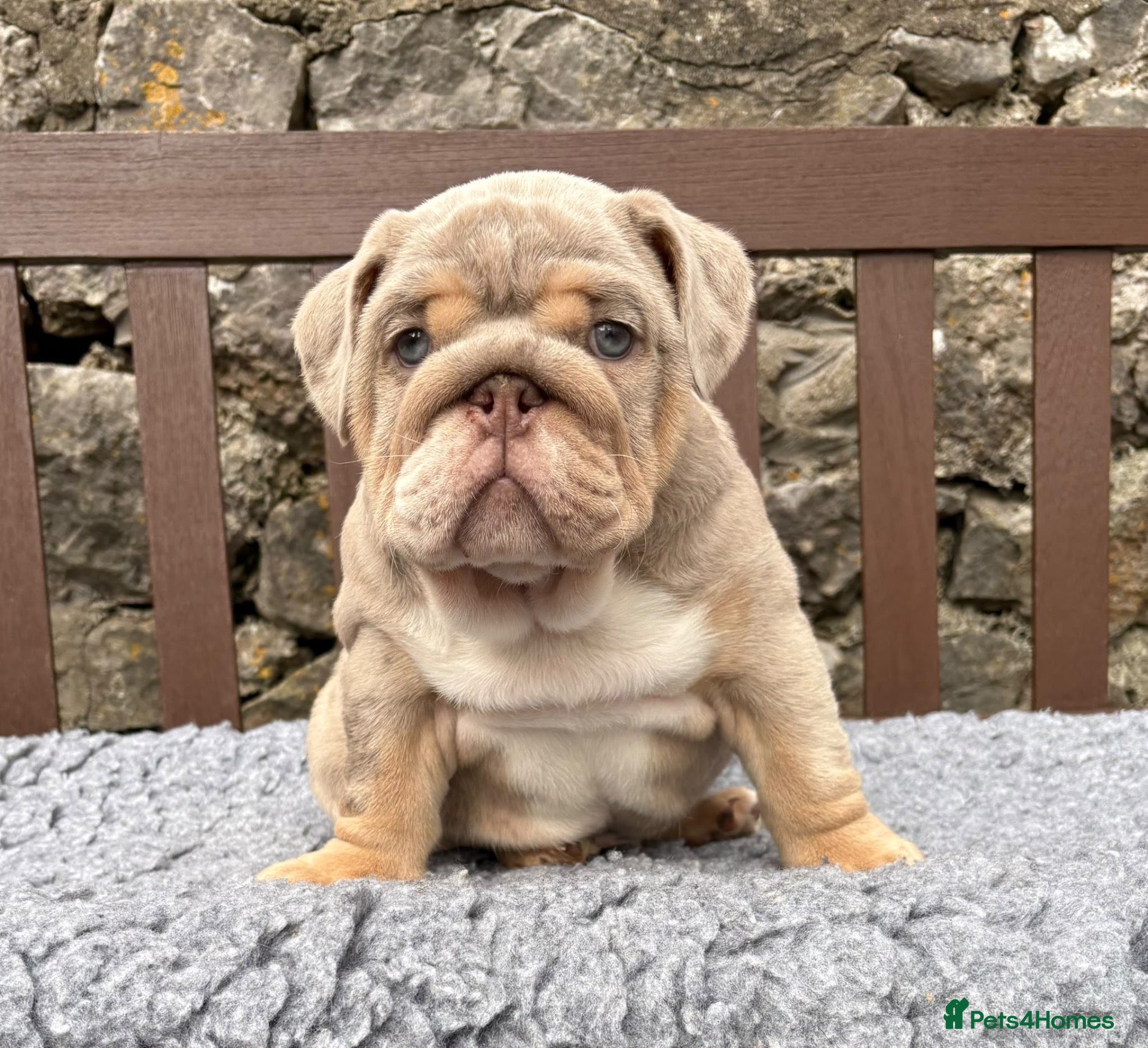 English Bulldog dogs Last boy 💙 English bulldog puppies - Advert 2