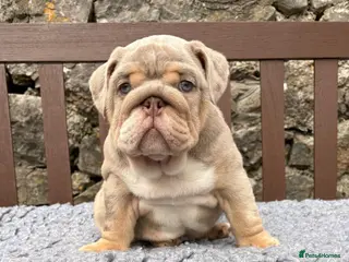 English Bulldog dogs Last boy 💙 English bulldog puppies - Advert 2
