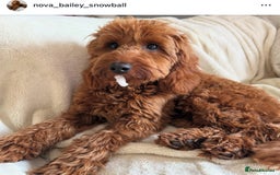 Cavapoo dogs for sale: Extensively Heslth Tested Cavapoo puppies  - Image 38