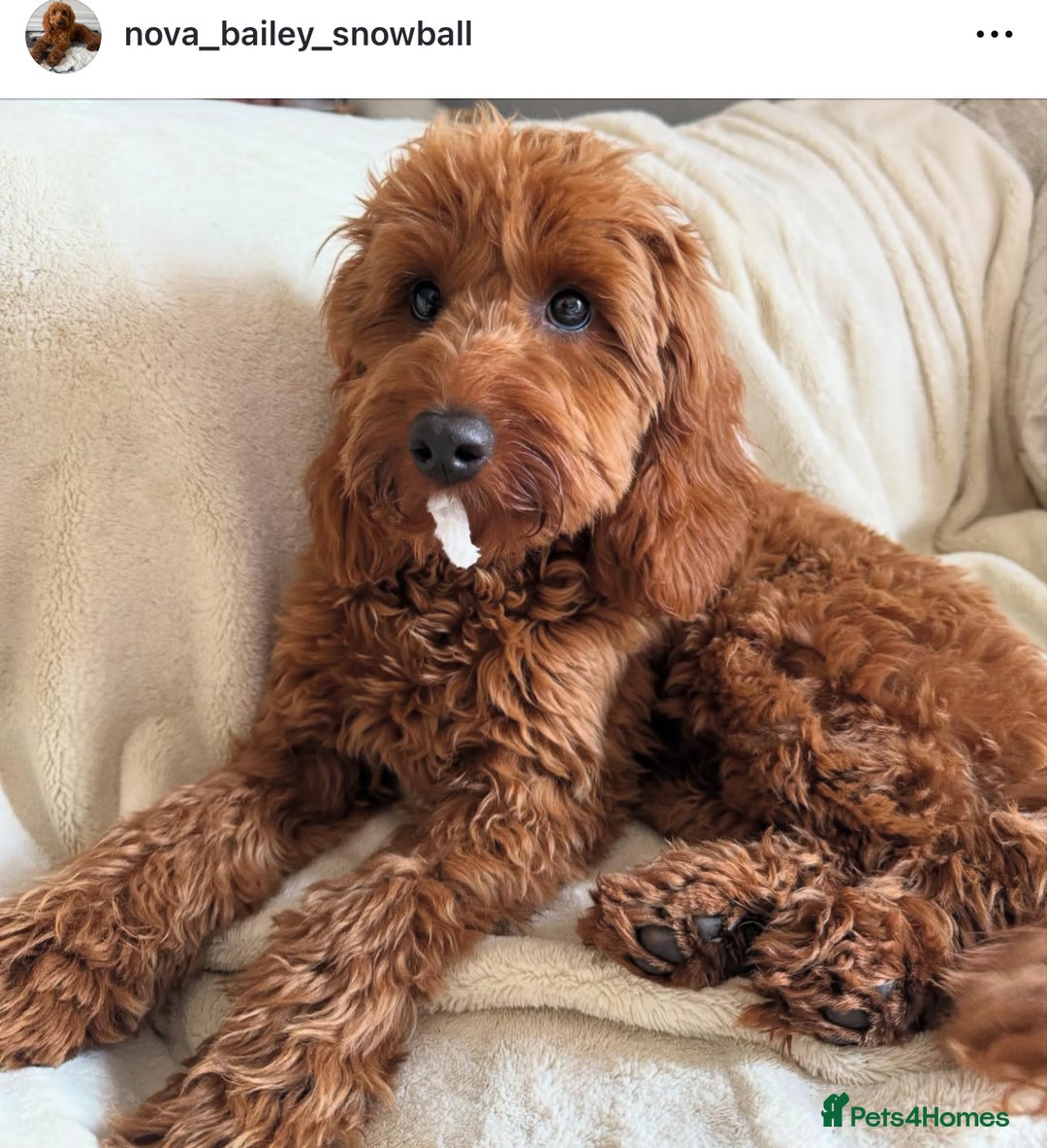 Cavapoo dogs for sale: Extensively Heslth Tested Cavapoo puppies  - Image 38
