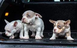 American Bully dogs for sale: Micro exotic bully’s  - Image 15