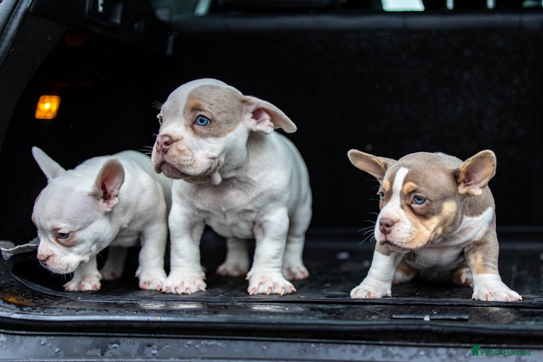 American Bully dogs for sale: Micro exotic bully’s  - Image 15