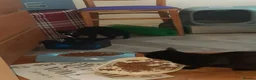 Mixed Breed cats for sale: We have not given her a name in Swanscombe - Advert 3