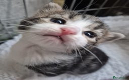 American Curl cats for sale: American x  - Image 2