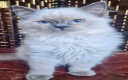 Ragdoll cats for sale: A Unique Ragdoll Kitten Waiting for a Loving home  - Image 6