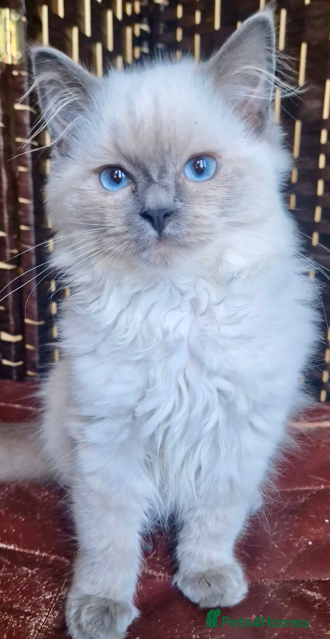 Ragdoll cats for sale: A Unique Ragdoll Kitten Waiting for a Loving home  - Image 6