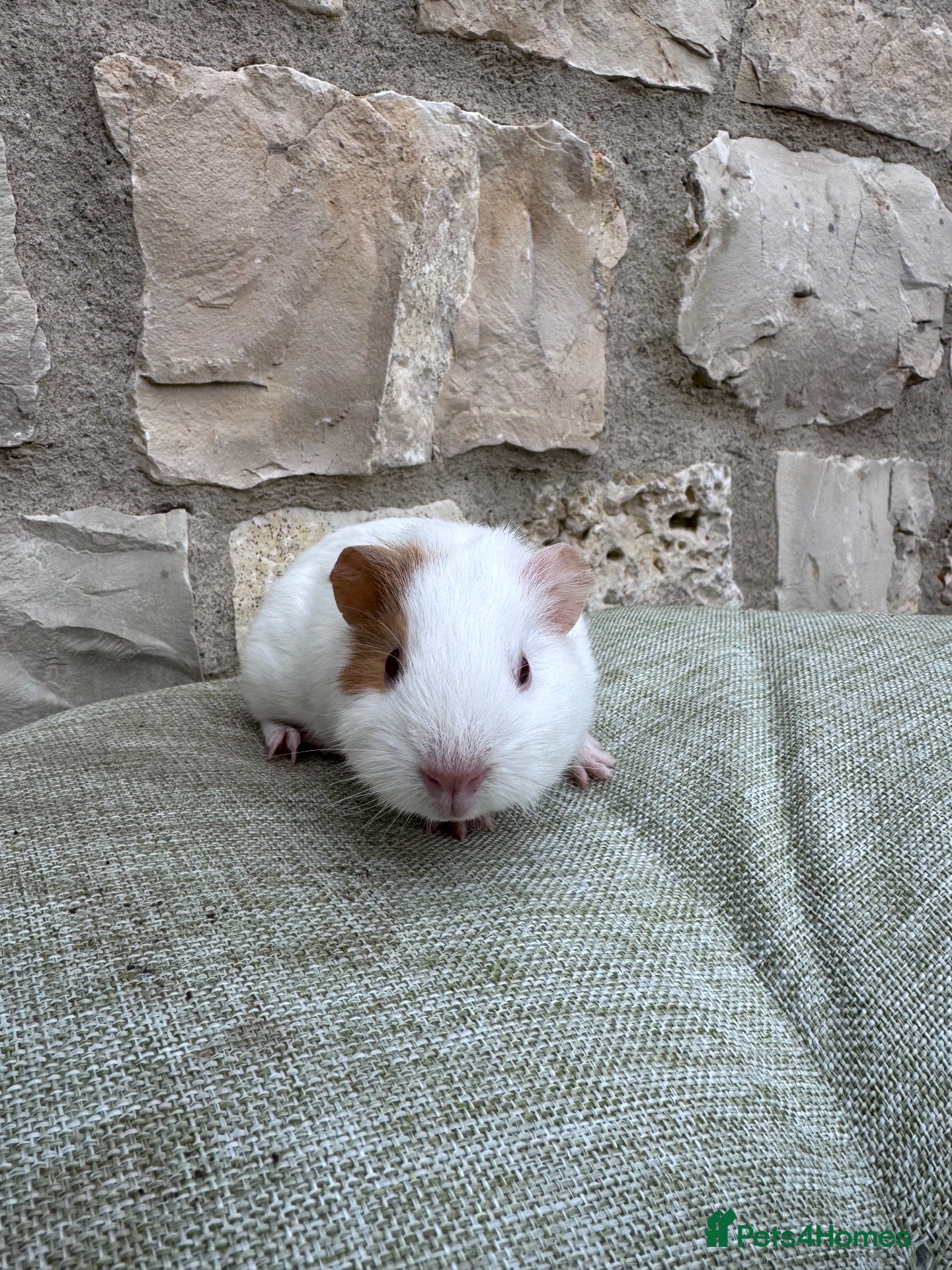 Guinea Pig rodents Baby boar - Advert 12