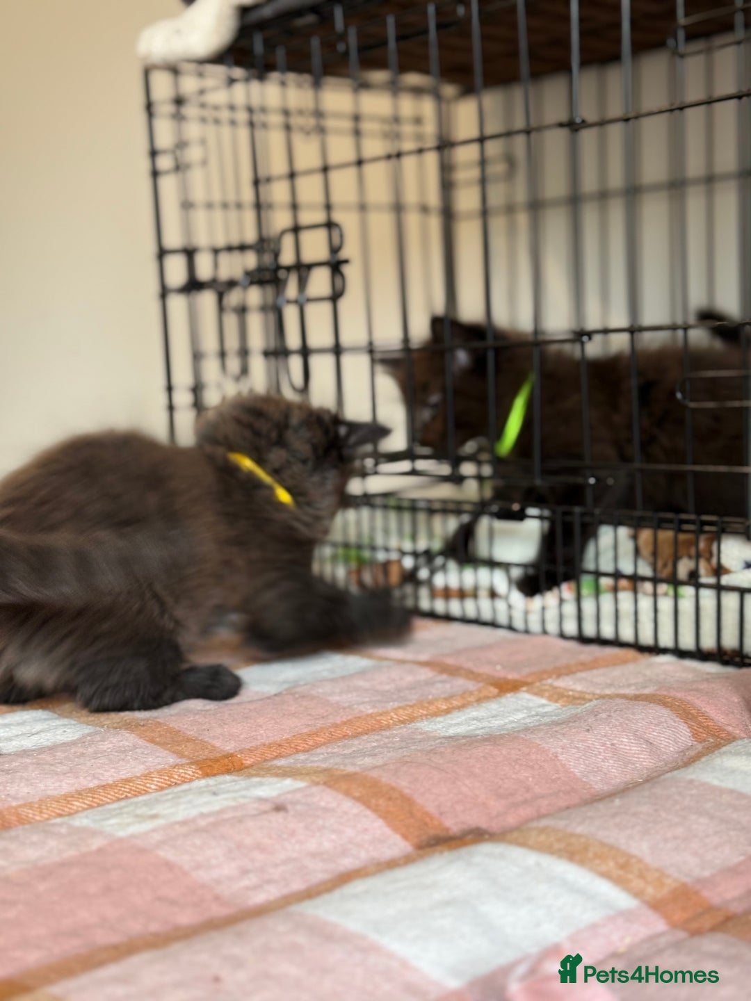 British Longhair cats for sale: Male  British long haired kittens - Image 8