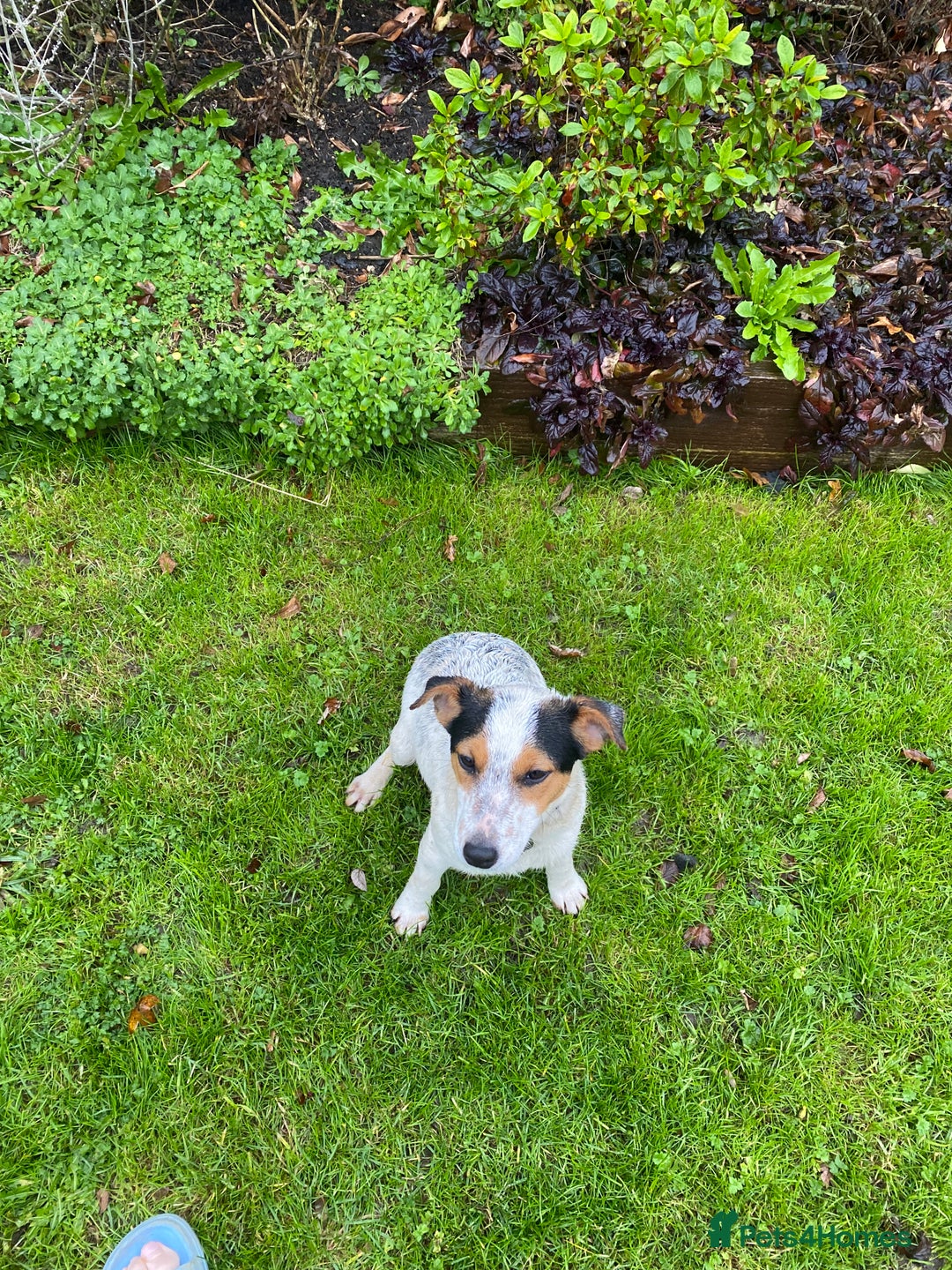 Jack Russell dogs for sale: 2 beautiful dogs for sale - Advert 4