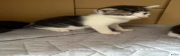 Mixed Breed cats for sale: 3 Kittens for sale  - Advert 7