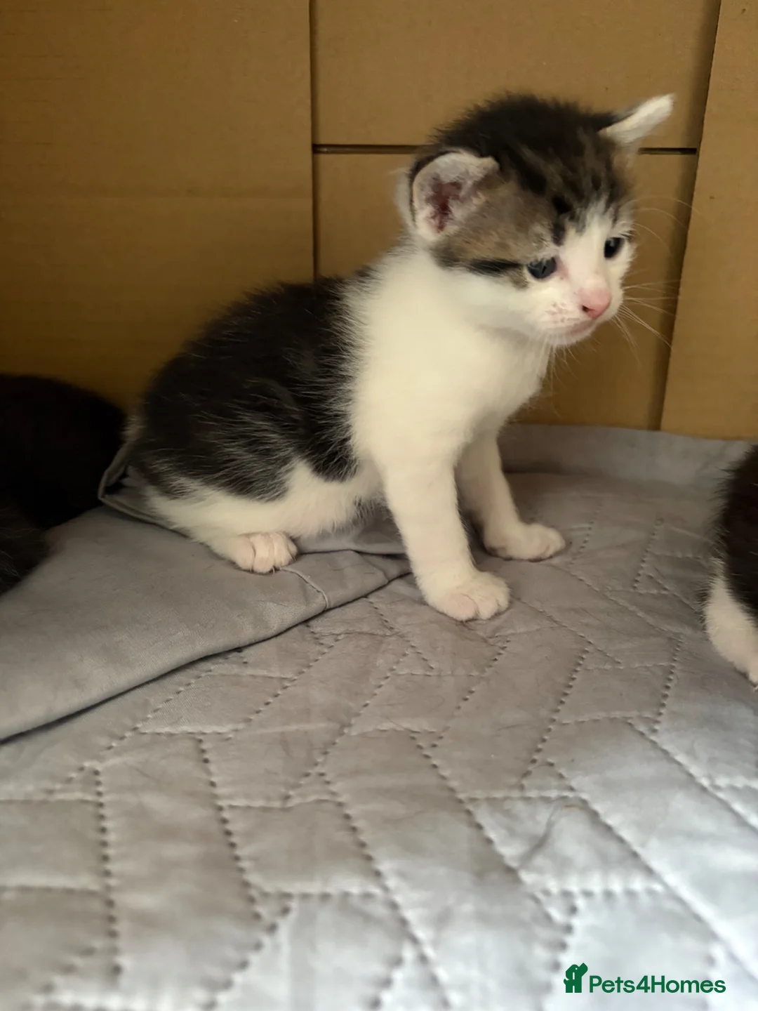 Mixed Breed cats for sale: 3 Kittens for sale  - Advert 7