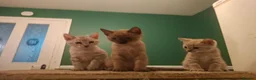 Bengal cats for sale: Bengal babies ready now - Advert 13