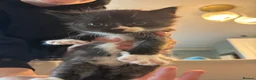 Maine Coon cats for sale: Beautiful Maine coon kittens - Advert 5