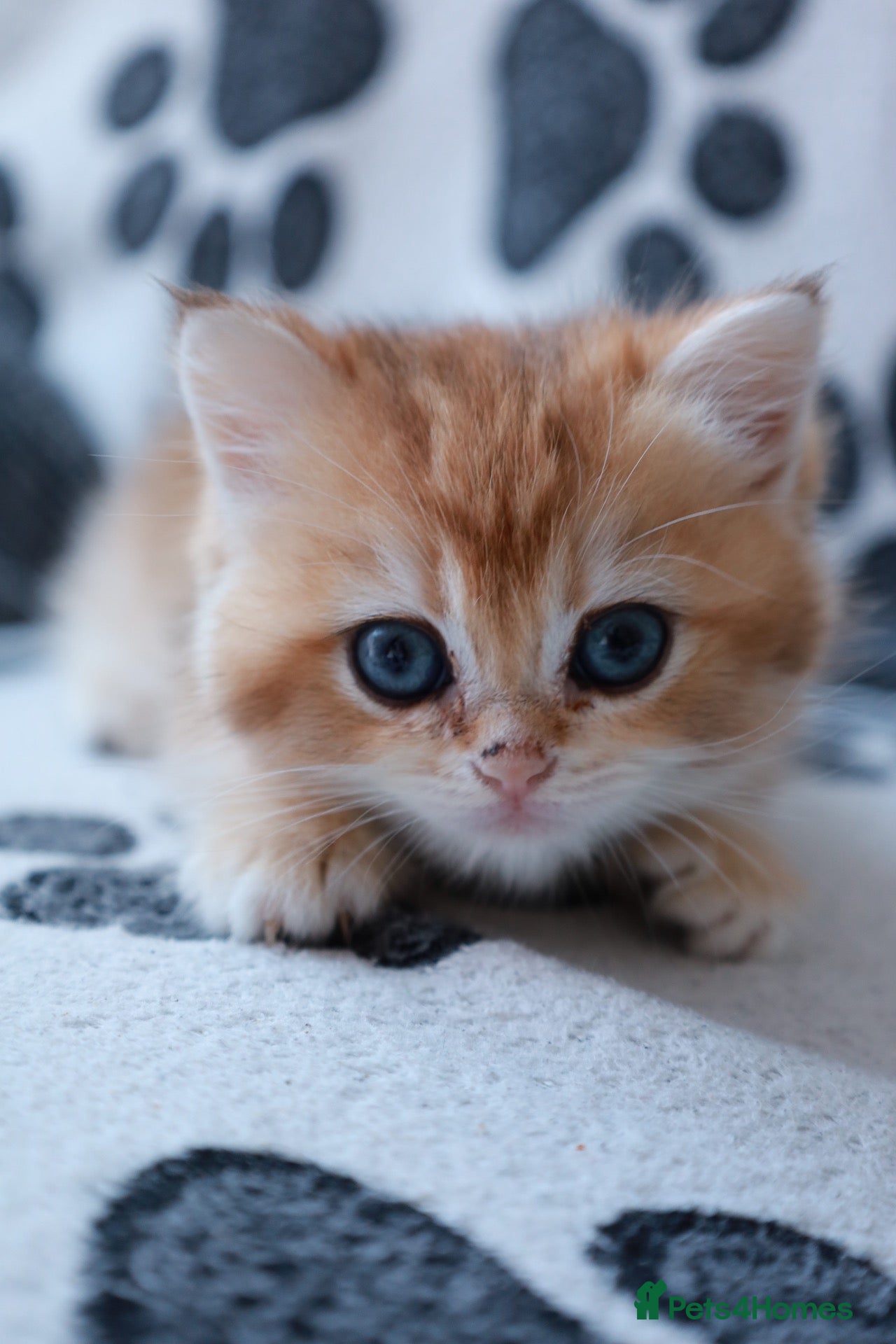 British Longhair cats for sale: British Gold short hair and white BSH - Advert 10