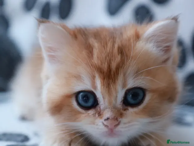 British Longhair cats for sale: British Gold short hair and white BSH - Advert 10