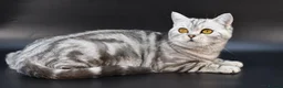 Scottish Fold cats for sale: LICENSED CATTERY PURE BREED TOP QUALITY KITTENS - Advert 38