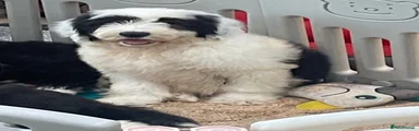 Old English Sheepdog 4