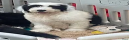 Old English Sheepdog dogs for sale: Old English sheep dog kc - Advert 12