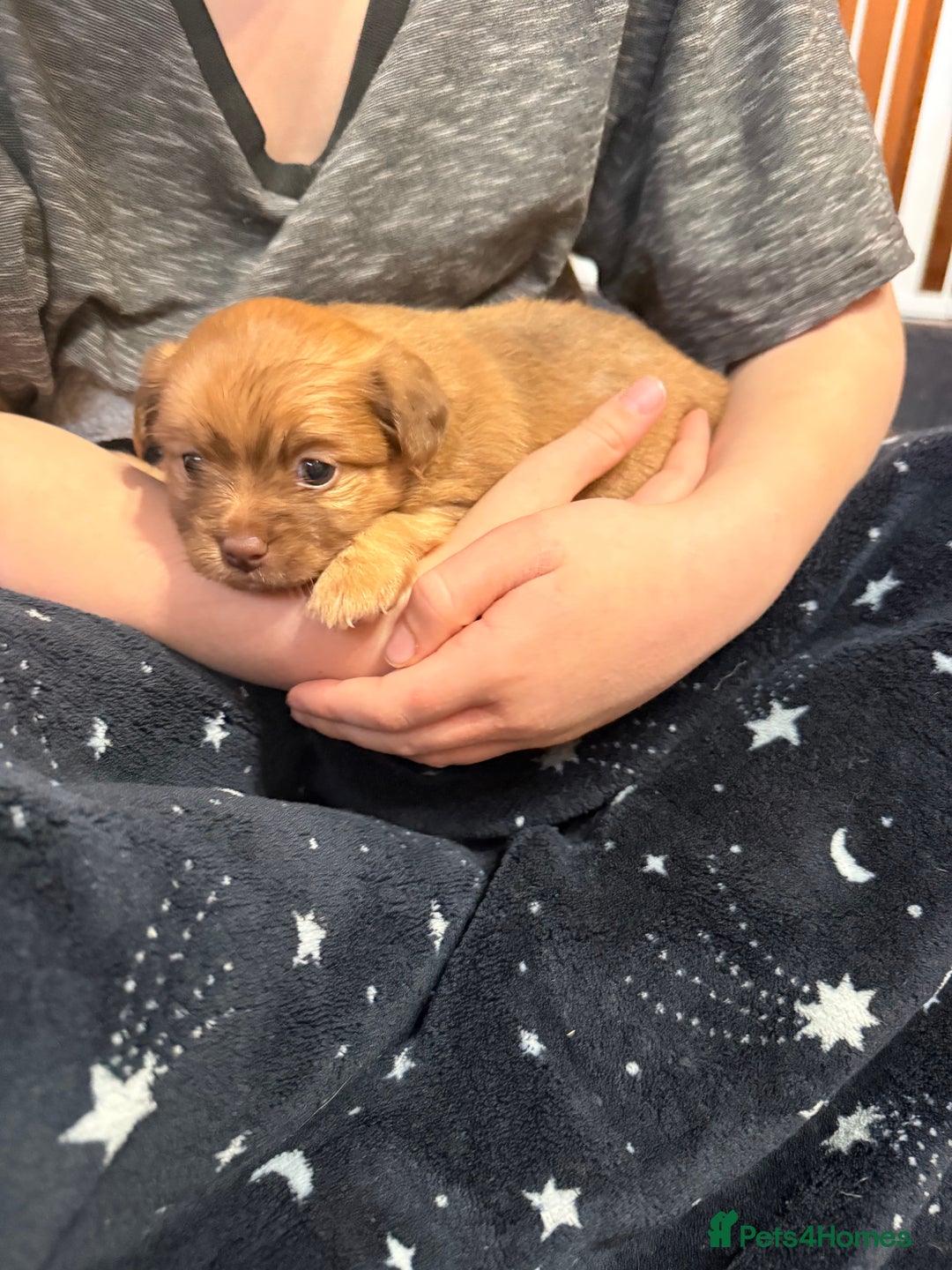 Mixed Breed dogs for sale: Outstanding chihuahua x miniature JRT puppies - Advert 11
