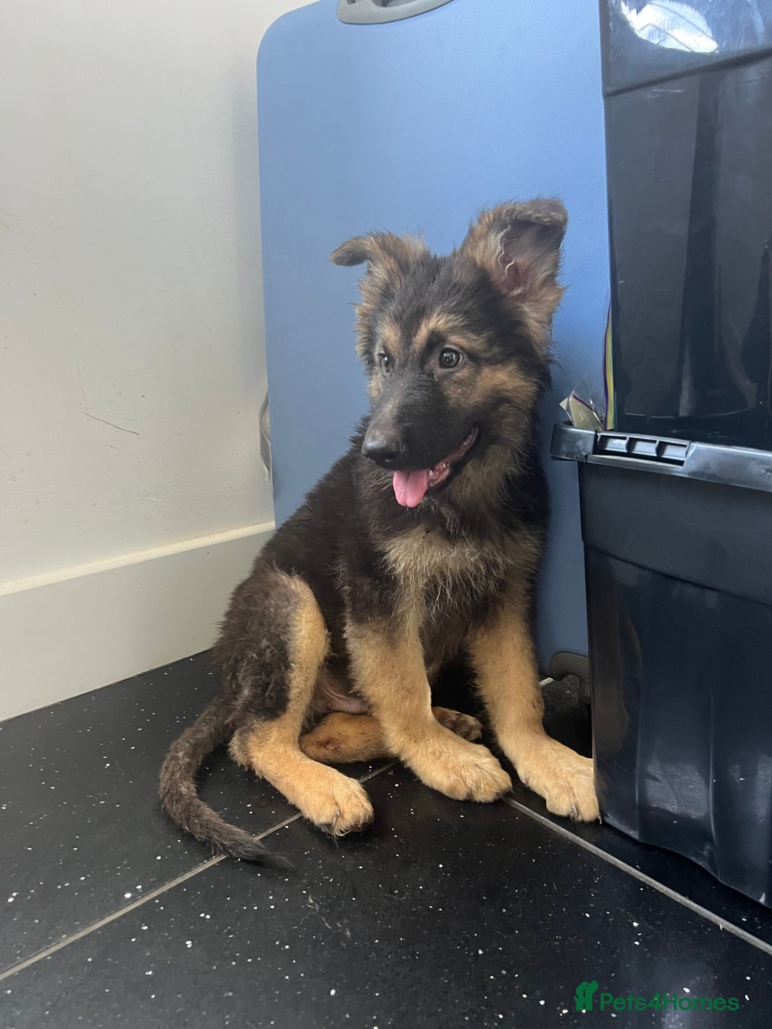German Shepherd dogs for sale: German shepherd pups silver sable black/tan black  - Image 13