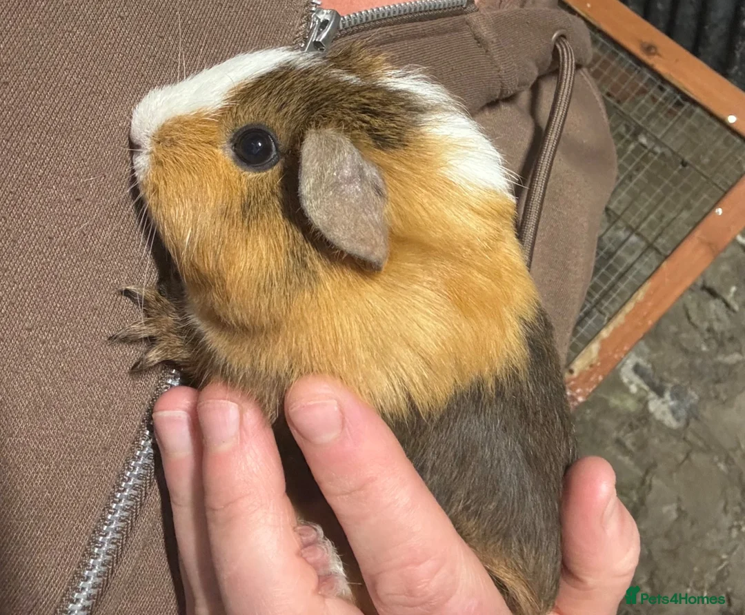Guinea Pig rodents for sale: female Guineapigs   - Advert 10