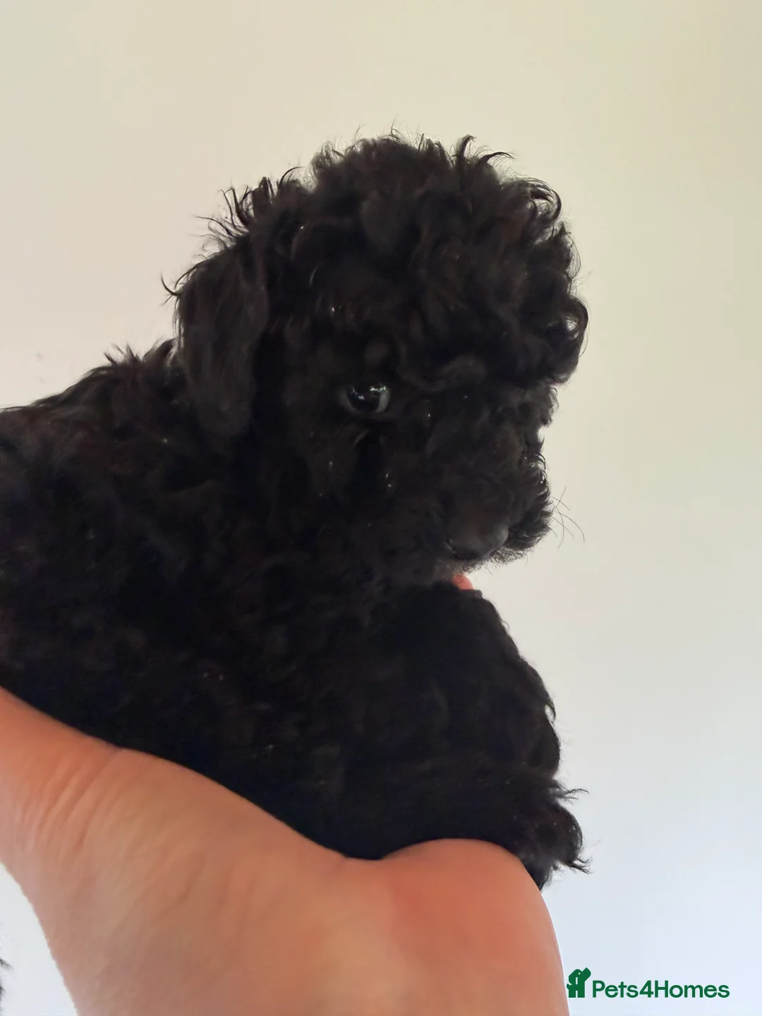 Mixed Breed dogs for sale: Poodle puppies - Advert 24