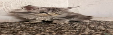 Maine Coon Kitten 1