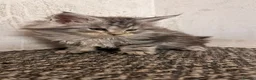 Maine Coon cats for sale: Beautiful tica registered kittens for sale - Advert 3