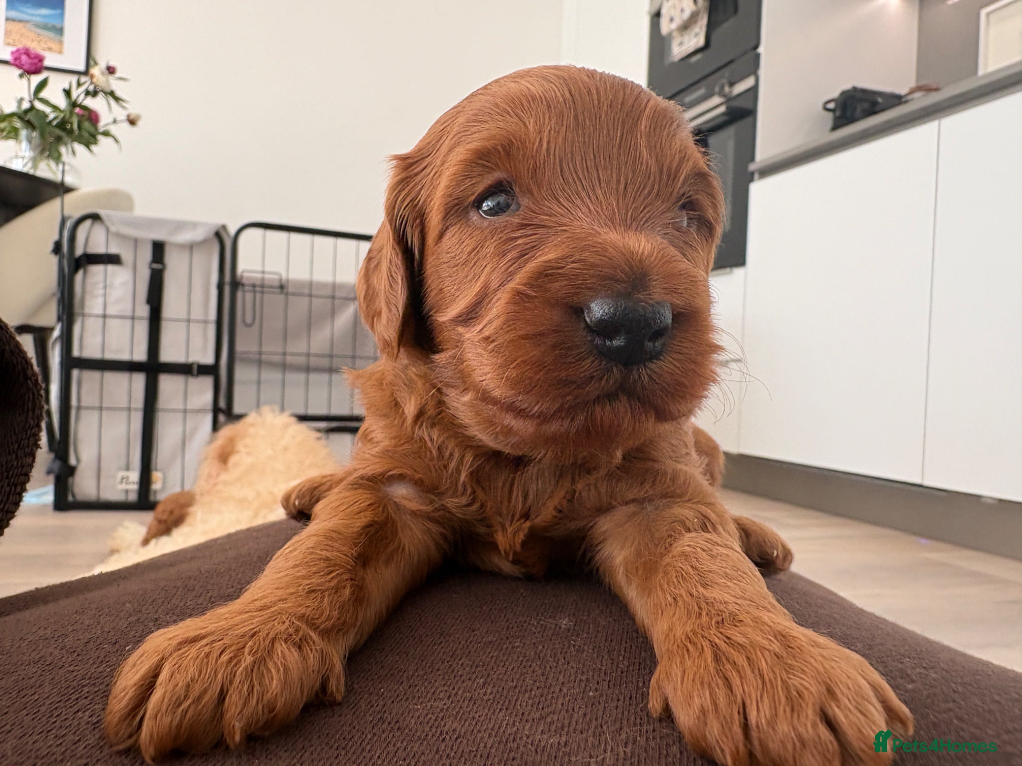 Australian Labradoodle dogs Stunning Mini Australian Labradoodles Puppies 🐾 - Advert 2