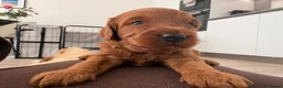 Australian Labradoodle dogs for sale: *LAST PUPPY* - Australian Labradoodles Puppies 🐾 - Advert 26