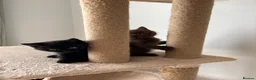 British Shorthair cats for sale: Chocolate BSH Kittens 🐾 - Advert 8