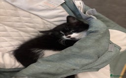 Mixed Breed cats for sale: Theee kittens for sale - Image 9