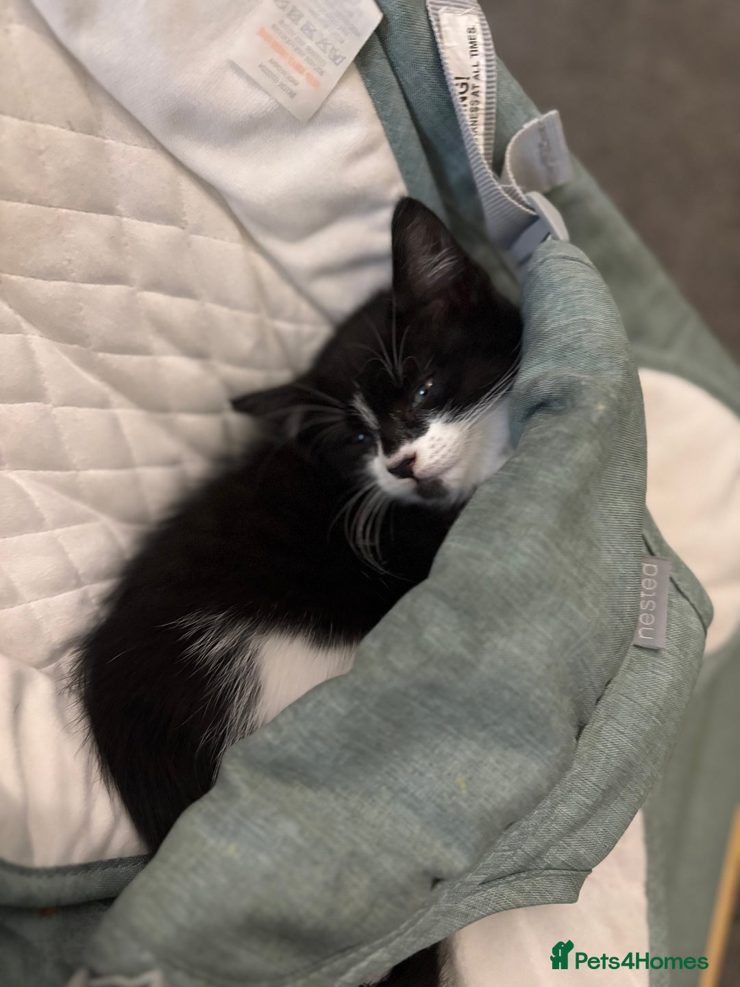 Mixed Breed cats for sale: Theee kittens for sale - Image 9