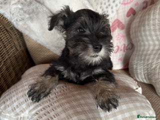 Miniature Schnauzer dogs - Advert 31